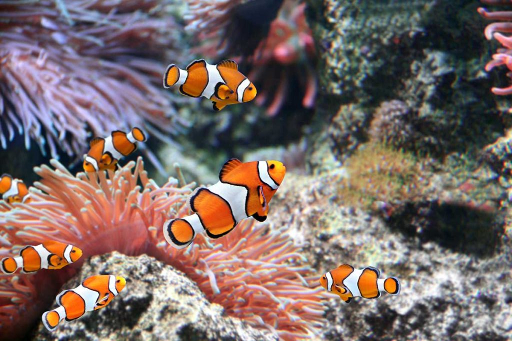 clown fish