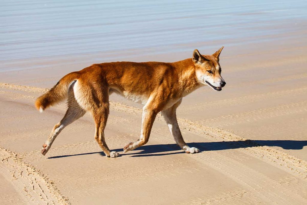 Dingo