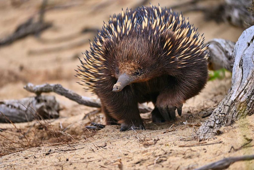 echidna