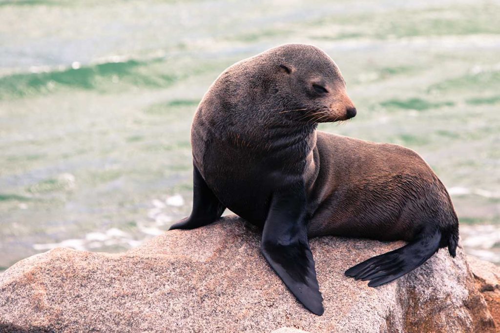 Fur seal