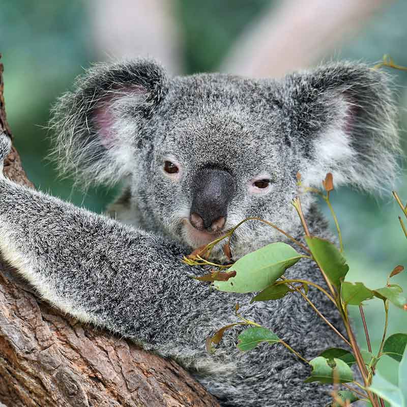 wildlife Australia