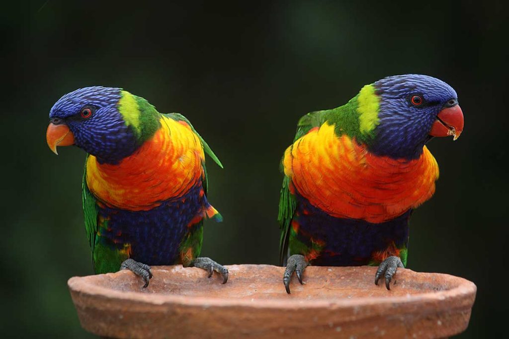 Lorikeets