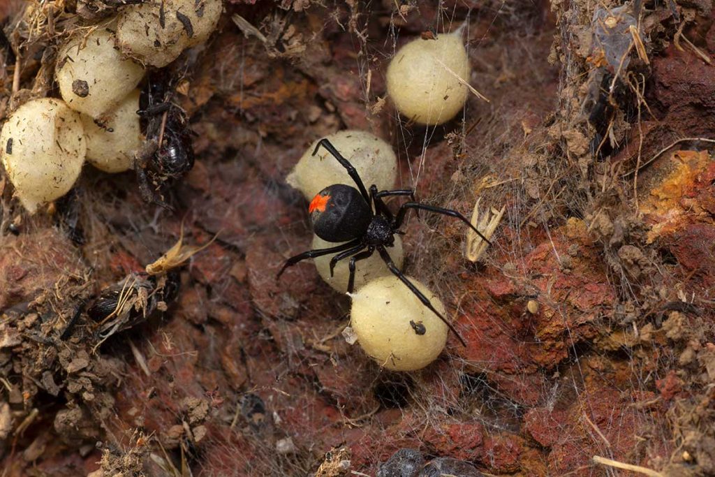 Redback spider