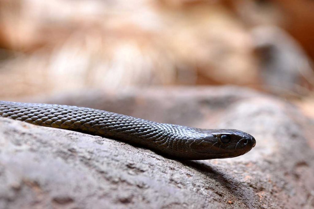 Australian snake