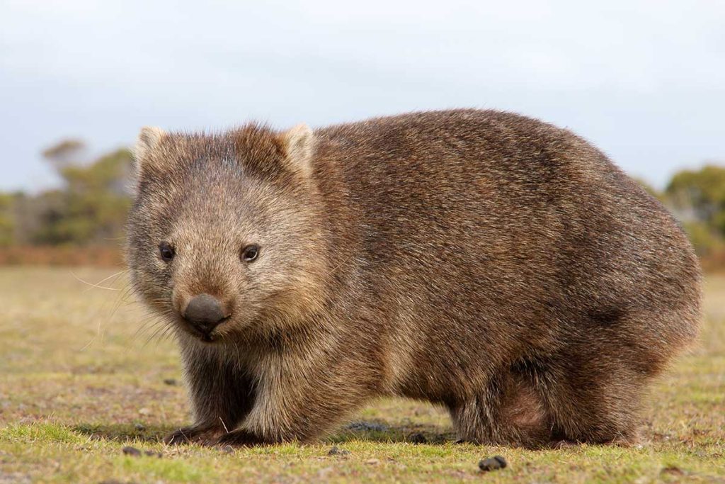 wombat