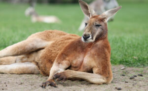 kangaroo lying on grass